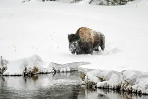 Bison foraging along shore of the Madison River Valley, Yellowstone National Park, Wyoming, USA