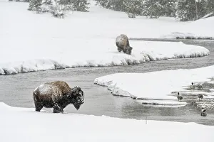 Bison foraging along shore of the Madison River Valley, Yellowstone National Park, Wyoming, USA