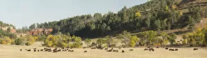 Black Hills Collection: Bison herd in Custer State Park, Black Hills, South Dakota, USA