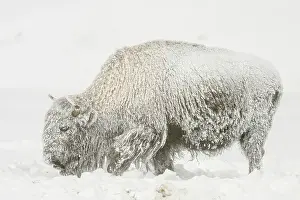 Wyoming Prints: Bison herd on the Fountain Flats, Yellowstone National Park, Wyoming, USA
