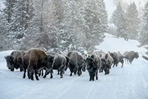 Winter Ranges Prints: Bison herd walking on the Madison Road on a cold morning