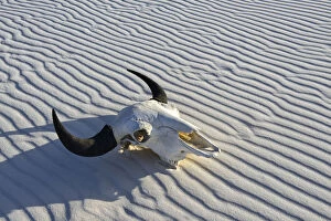 Arid Collection: Bison Skull in sand desert, White Sands, National Monument, New Mexico, USA