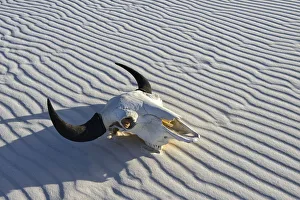 Dunes Gallery: Bison Skull in sand desert, White Sands, National Monument, New Mexico, USA
