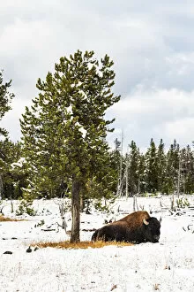 Bison in the snow, Midway Geyser Basin, Yellowstone National Park, Wyoming, USA