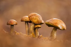 Fungus Prints: Bitter Bolete (Tylopilus felleus), Bulgaria