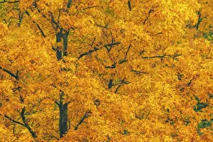 Fall Color Prints: Bitternut Hickory (Carya cordiformis) in Autumn, Muskoka, Ontario, Canada