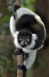 A black-and-white ruffed lemur