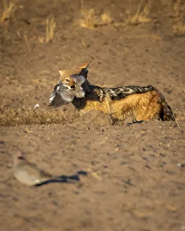 Black Backed Jackal with Dove kill, Kalahari Desert, Botswana