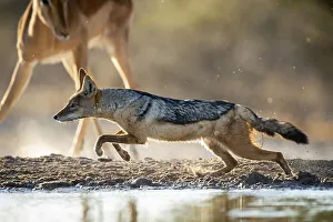 Black Backed Jackal, Kalahari Desert, Botswana