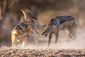 Black Backed Jackal, Kalahari Desert, Botswana