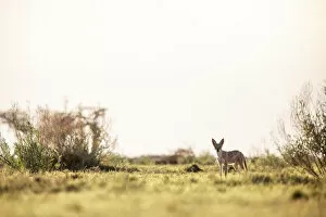Images Dated 26th March 2021: Black Backed Jackal, Nxai Pan National Park, Botswana