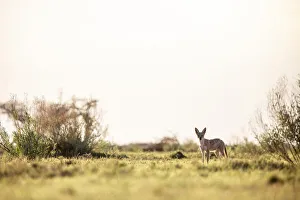 Canine Prints: Black Backed Jackal, Nxai Pan National Park, Botswana