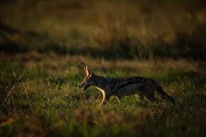 Black Backed Jackal, Okavango Delta, Botswana