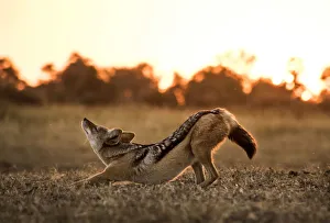 Carnivore Prints: A Black-backed Jackal stretching, Okavango Delta, Botswana
