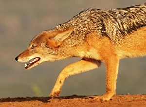Black-backed jackal, Zimanga Private Game Reserve, Natal, South Africa
