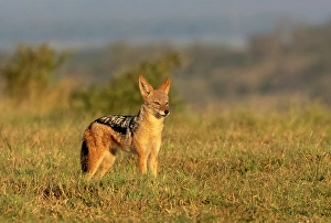Black-backed jackal, Zimanga Private Game Reserve, Natal, South Africa
