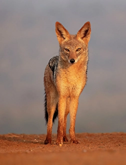 Mammals Prints: Black-backed jackal, Zimanga Private Game Reserve, Natal, South Africa