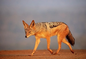 Natal Prints: Black-backed jackal, Zimanga Private Game Reserve, Natal, South Africa