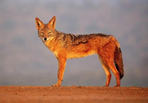 Natal Prints: Black-backed jackal, Zimanga Private Game Reserve, Natal, South Africa