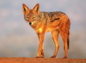 Natal Prints: Black-backed jackal, Zimanga Private Game Reserve, Natal, South Africa
