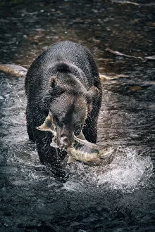 Images Dated 21st February 2020: Black bear catching wild alaskan salmon at Fish Creek, Hyder near Stewart border, Alaska