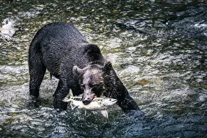 Black Prints: Black bear catching wild alaskan salmon at Fish Creek, Hyder near Stewart border, Alaska