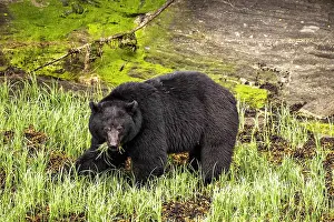 Bear Prints: Black bear eating sedge grass in the Great Bear Rainforest, British Columbia, Canada