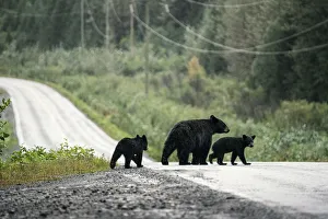 Border Prints: Black bear family with cubs crossing road, Stewart, British Columbia, Canada