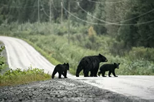 Black bear family with cubs crossing road, Stewart, British Columbia, Canada