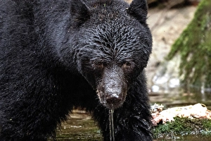 Bear Prints: A black bear fishing in the Great Bear Rainforest