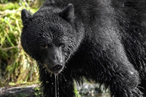 Bear Prints: A black bear salmon ishing in the Great Bear Rainforest