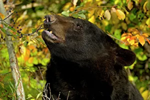 Curious Prints: Black bear (Ursus americanus)- captive raised, Bozeman, Montana, USA