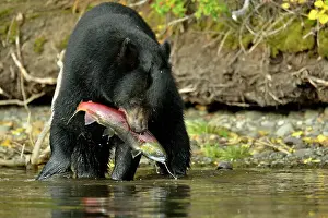 Omnivore Prints: Black bear (Ursus americanus)- Capturing spawning sockeye salmon