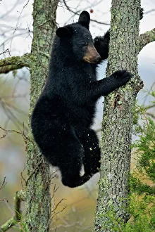 Environmental Prints: Black bear (Ursus americanus) Cub descending tree