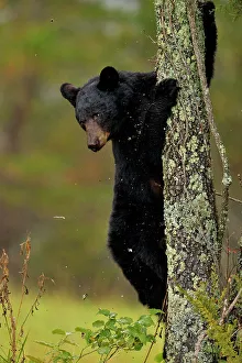Family Families Prints: Black bear (Ursus americanus) Cub descending tree