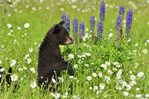 Animal Babies Prints: Black bear (Ursus americanus) Cubs