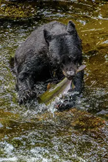 Omnivore Prints: Black bear (Ursus americanus) hunting spawning salmon in Anan Creek