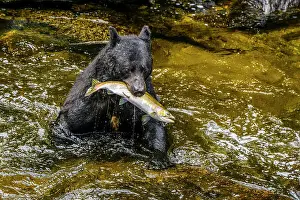 Omnivore Prints: Black bear (Ursus americanus) hunting spawning salmon in Anan Creek