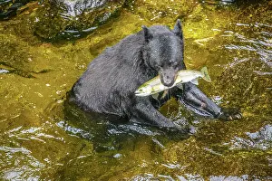 Fresh Water Prints: Black bear (Ursus americanus) hunting spawning salmon in Anan Creek