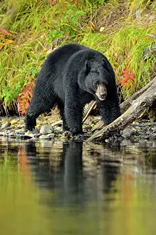 Black bear (Ursus americanus)- Searching for spawning sockeye salmon, Chilcotin Wilderness, British Columbia, Canada