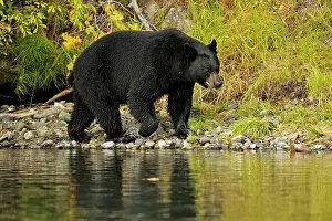 Omnivore Prints: Black bear (Ursus americanus)- Searching for spawning sockeye salmon