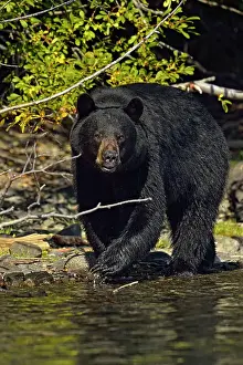 Omnivore Prints: Black bear (Ursus americanus)- Searching for spawning sockeye salmon