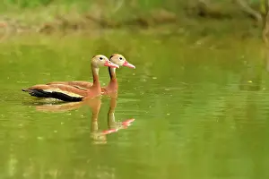 Camouflage Prints: Black-bellied Whistling Duck (Dendrocygna autumnalis), Rio Grande City, Texas, USA