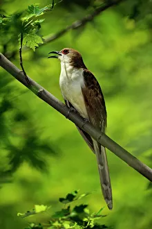 Seasonal Resident Prints: Black-billed Cuckoo (Coccyzus erythropthalmus), Greater Sudbury (Lively), Ontario, Canada