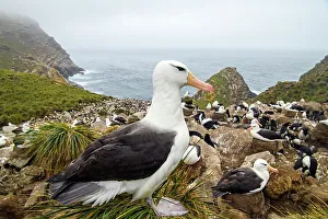 Slopes Prints: Black-browed albatross (Thalassarche melanophris)