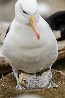 Ground Nesting Prints: Black-browed albatross (Thalassarche melanophris)