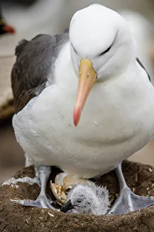 Ground Nesting Prints: Black-browed albatross (Thalassarche melanophris)