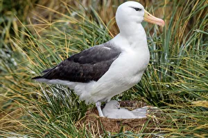 Ground Nesting Prints: Black-browed albatross (Thalassarche melanophris)