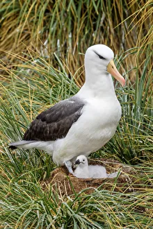 Ground Nesting Prints: Black-browed albatross (Thalassarche melanophris)