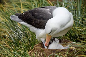 Ground Nesting Prints: Black-browed albatross (Thalassarche melanophris)